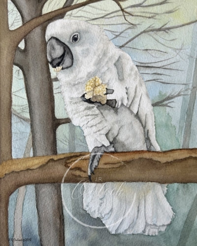 Digital, Cookie the Cockatoo, Open Edition from an original painting, see separate listing if purchasing the Print version